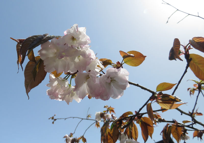 春日神社の金龍桜とドウダンツツジが咲き始めました ツツジの花芽も大きくなる 猫の欠伸研究室 アーカイブ 春日神社の金龍桜とドウダンツツジが咲き始めました ツツジの花芽も大きくなる 猫の欠伸研究室 アーカイブ