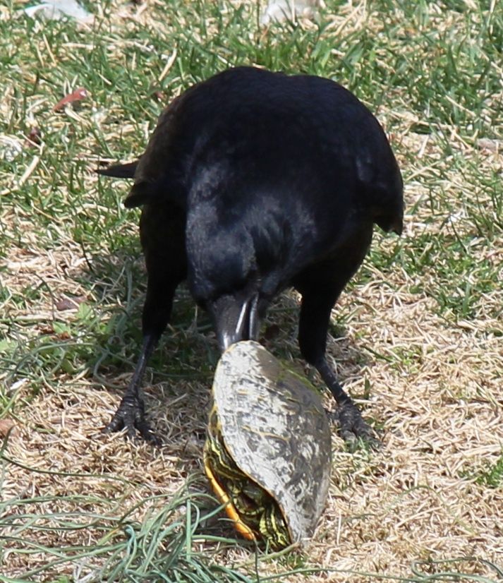 カメの悲劇 凶暴カラスに襲われるも 命拾いした模様 猫の欠伸研究室 アーカイブ