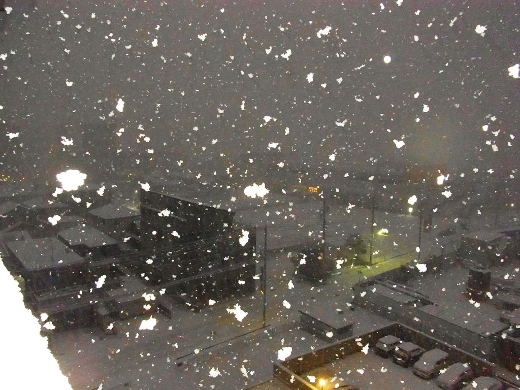 初雪にして ここらあたりでは かなりの雪です 笑 正午の様子を付記しました 12 10 猫の欠伸研究室 アーカイブ