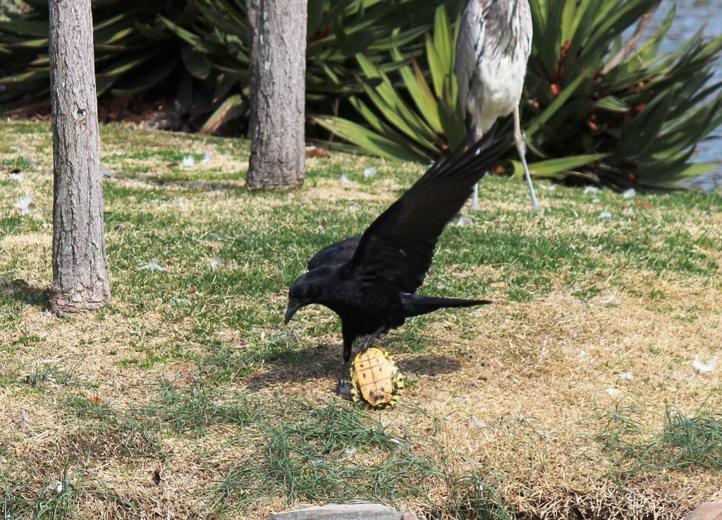 カメの悲劇 凶暴カラスに襲われるも 命拾いした模様 猫の欠伸研究室 アーカイブ