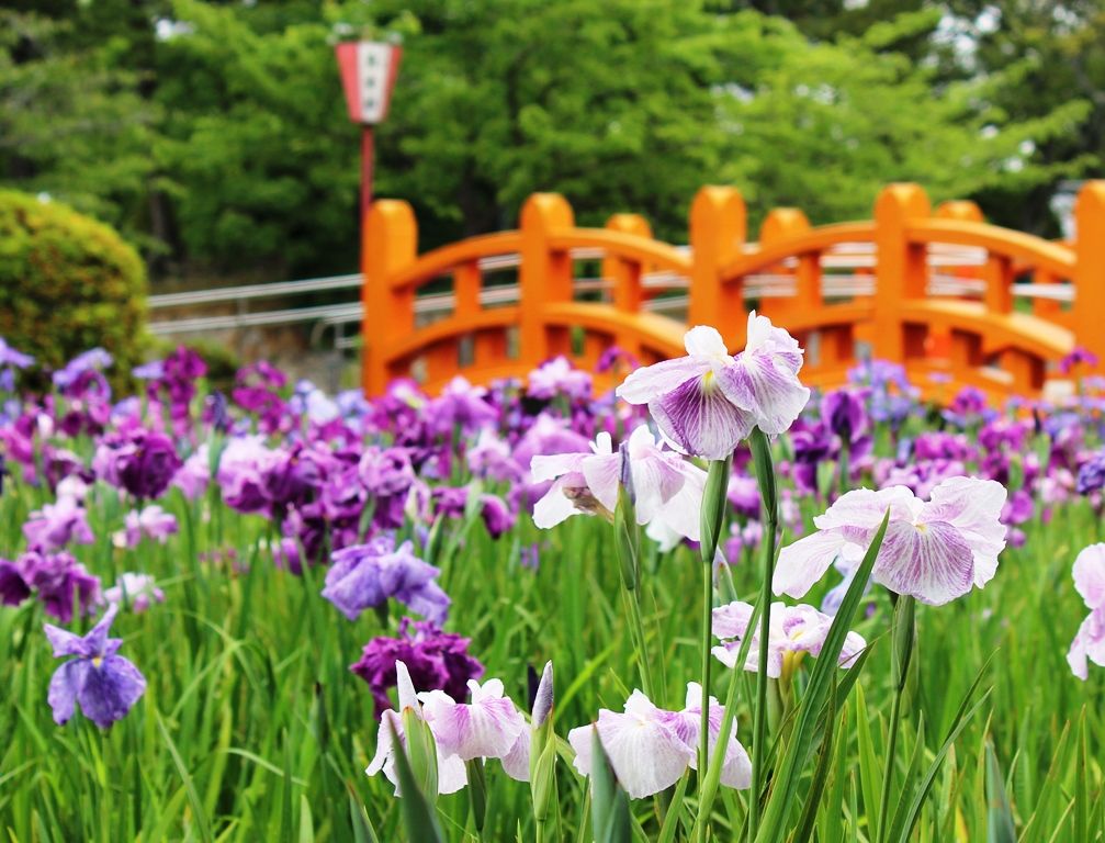 1週間ぶりの散歩 九華公園の花菖蒲 土俵の準備 アジサイ ヒバリ そして ダンダラテントウ 猫の欠伸研究室 アーカイブ 1週間ぶりの散歩 九華公園の花菖蒲 土俵の準備 アジサイ ヒバリ そして ダンダラテントウ 猫の欠伸研究室 アーカイブ