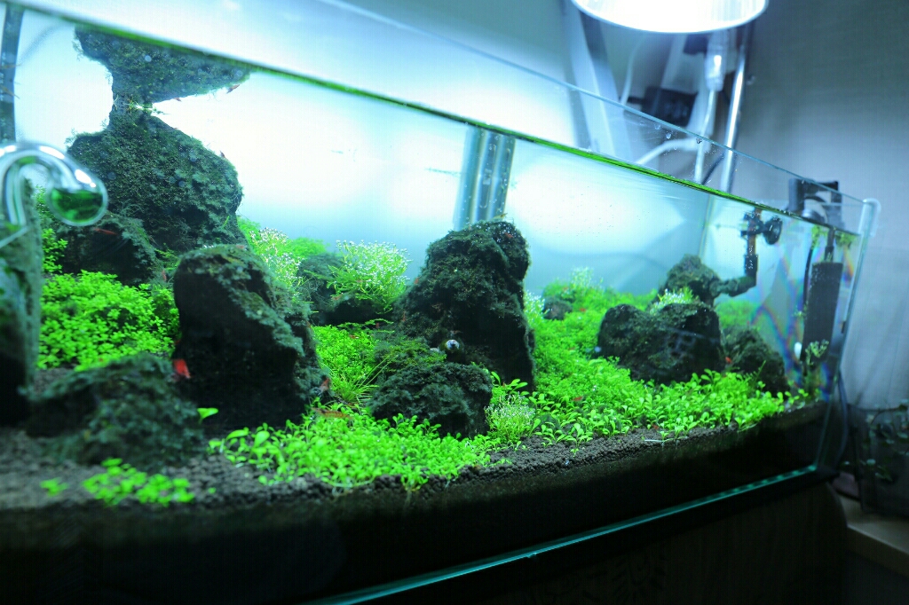 アクア Green Leaves