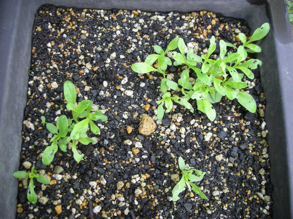 所詮は栗鼠の戯言よ 植物 所詮は栗鼠の戯言よ 植物