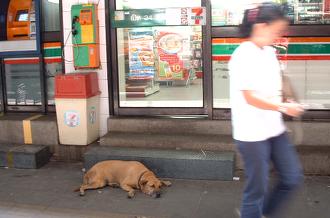 dog7-11