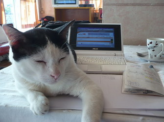 チェンライと猫とEeePC