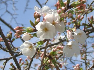桜