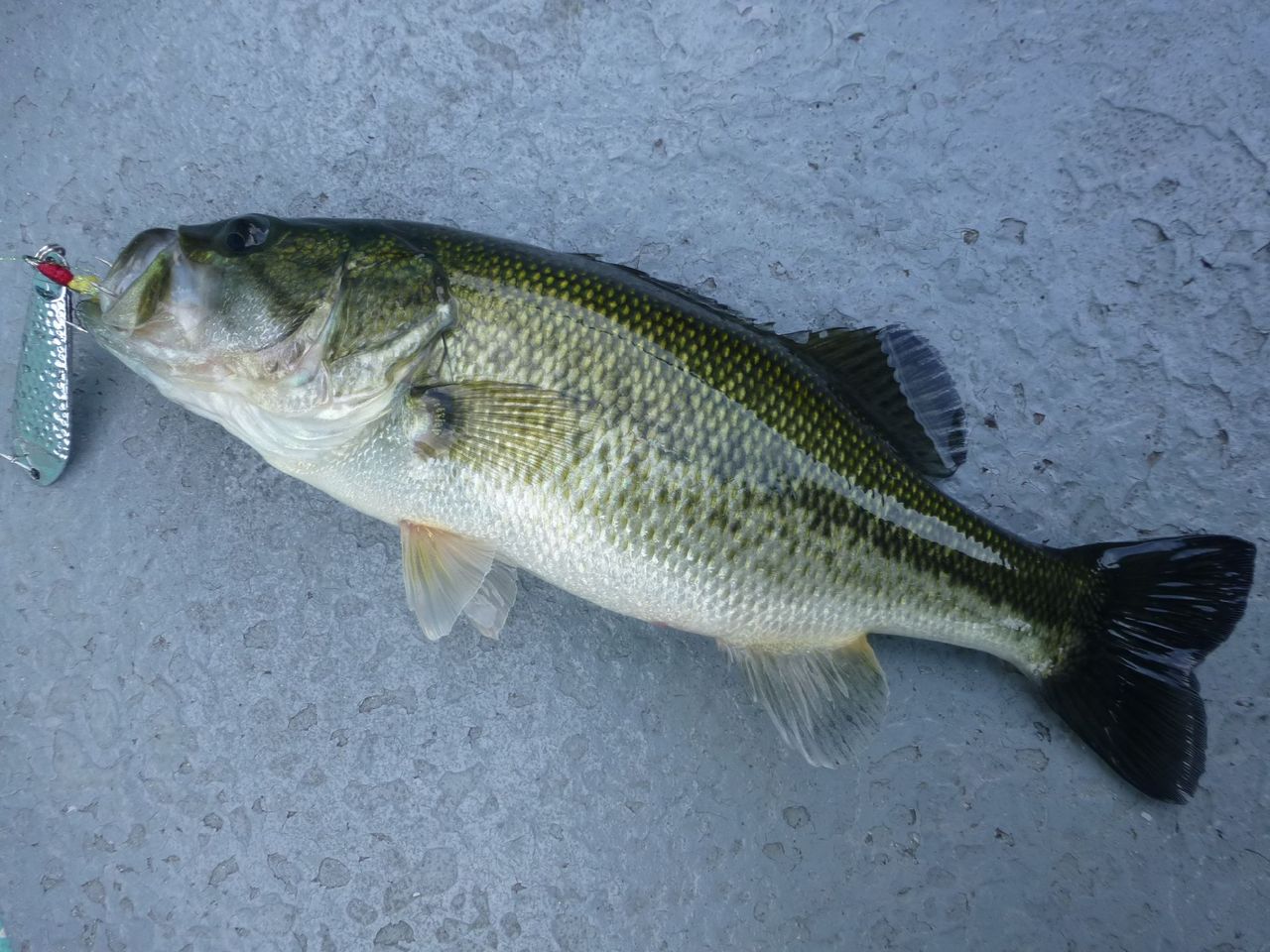 芦ノ湖釣行 ブラックバス ナマズ 高橋大河 両手を縛った釣りの話