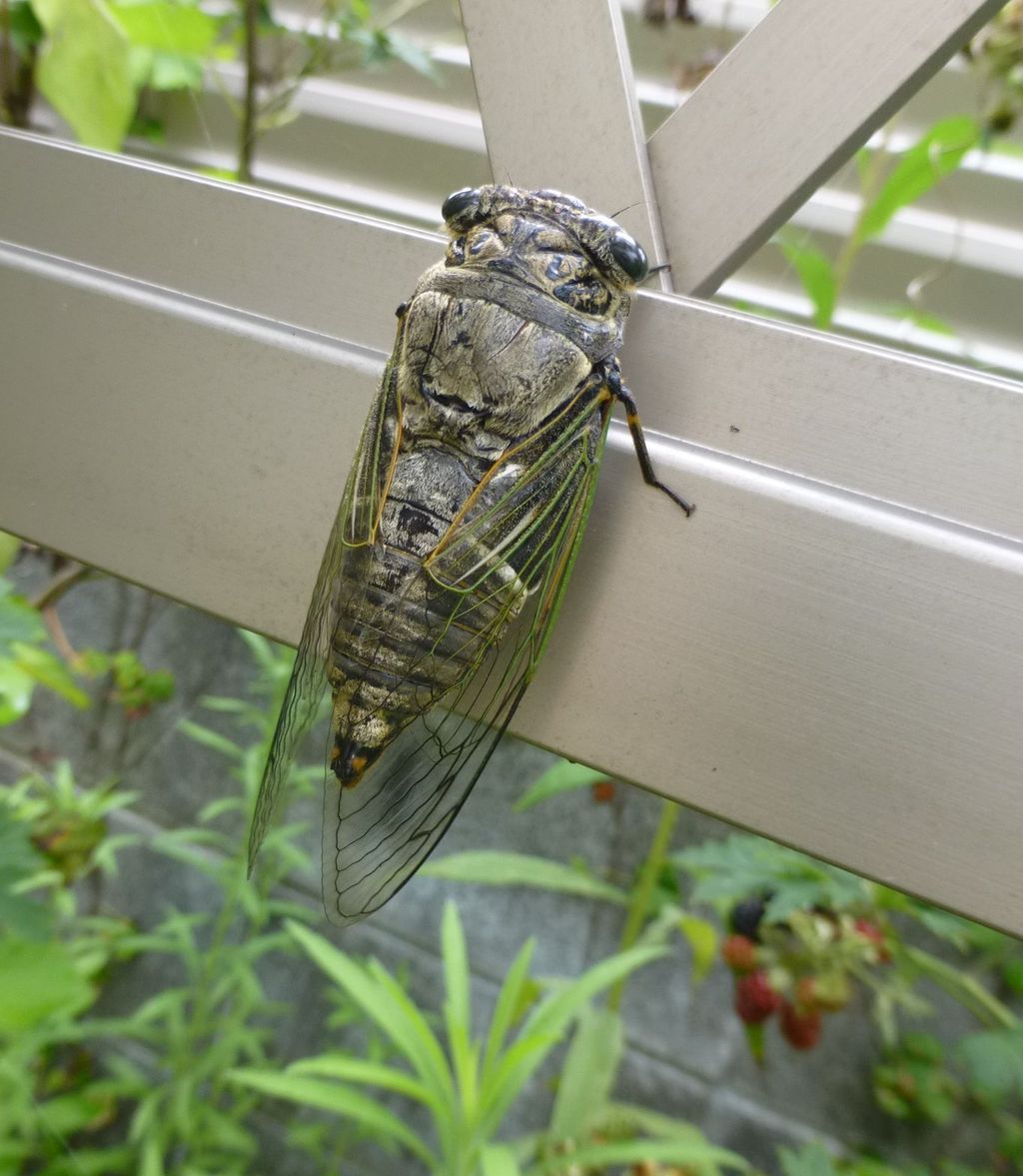 セミ 高橋大河 両手を縛った釣りの話