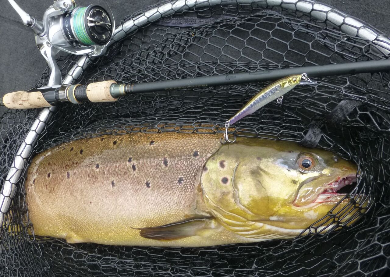 ブラウントラウト65cm 高橋大河 両手を縛った釣りの話 ブラウントラウト65cm 高橋大河 両手を縛った釣りの話