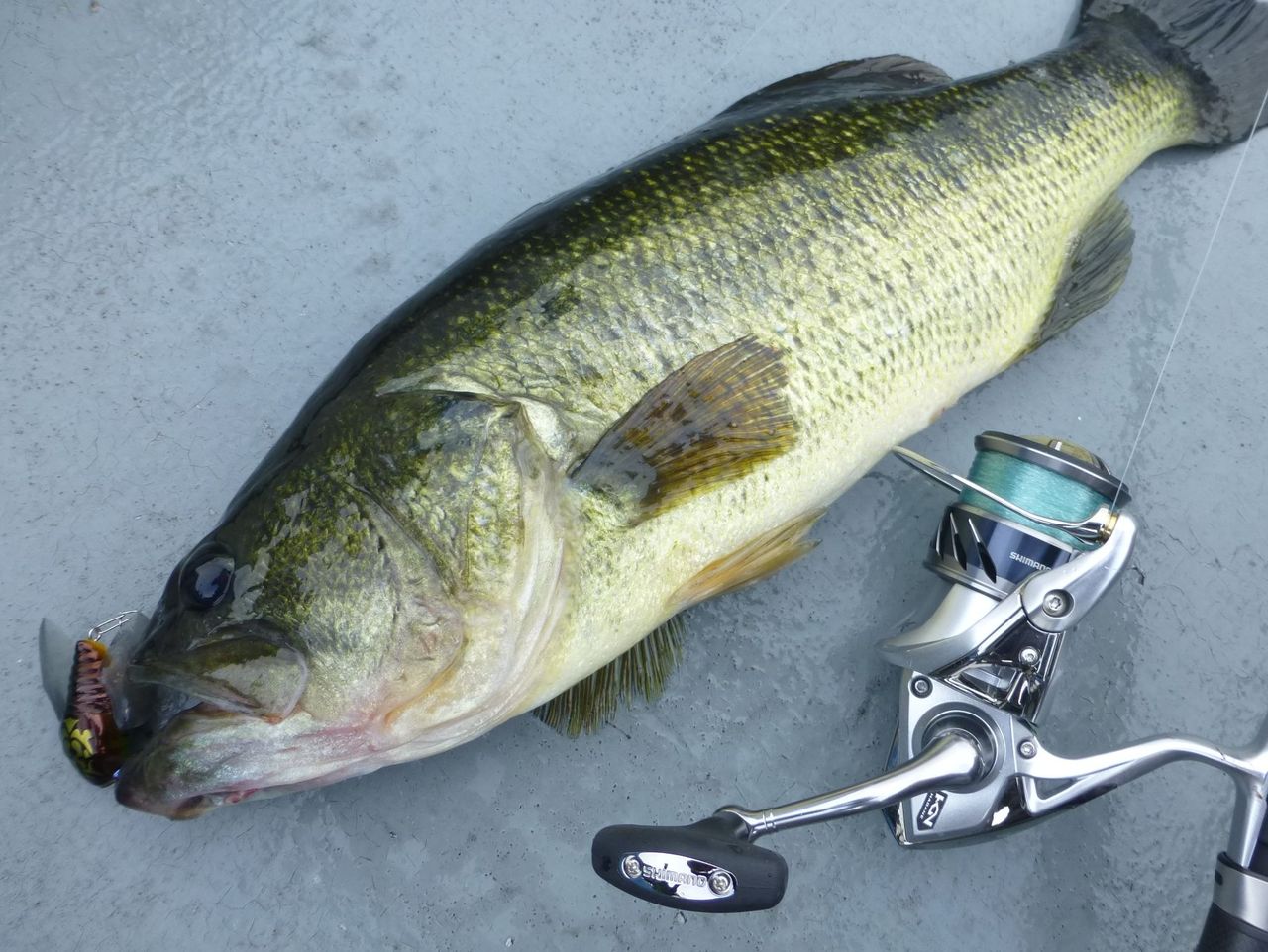 セミパターンのタックル 高橋大河 両手を縛った釣りの話