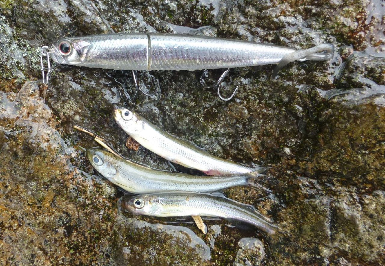 芦ノ湖の野生化トラウト 高橋大河 両手を縛った釣りの話 芦ノ湖の野生化トラウト 高橋大河 両手を縛った釣りの話