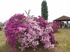 つつじヶ丘公園(群馬県館林市) 2 つつじヶ丘公園(群馬県館林市) 2