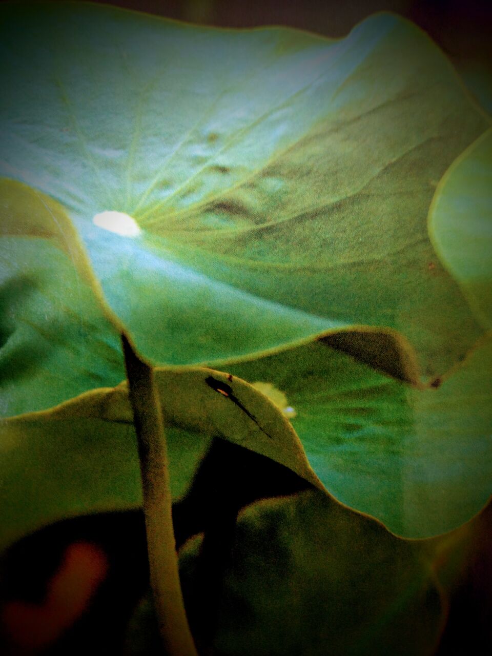 771 これぞ密教の神髄 理趣経初段 理趣経と理趣分 大聖歡喜天宗 夜郎自大院 北斗法蓮