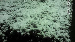 暁の雪 暁の雪