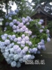 090701_不動寺・あじさい 090701_不動寺・あじさい