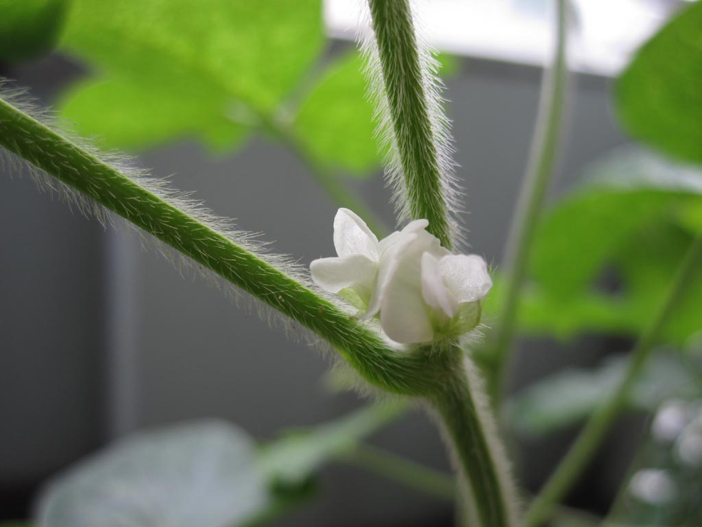 大豆の花 七転納豆