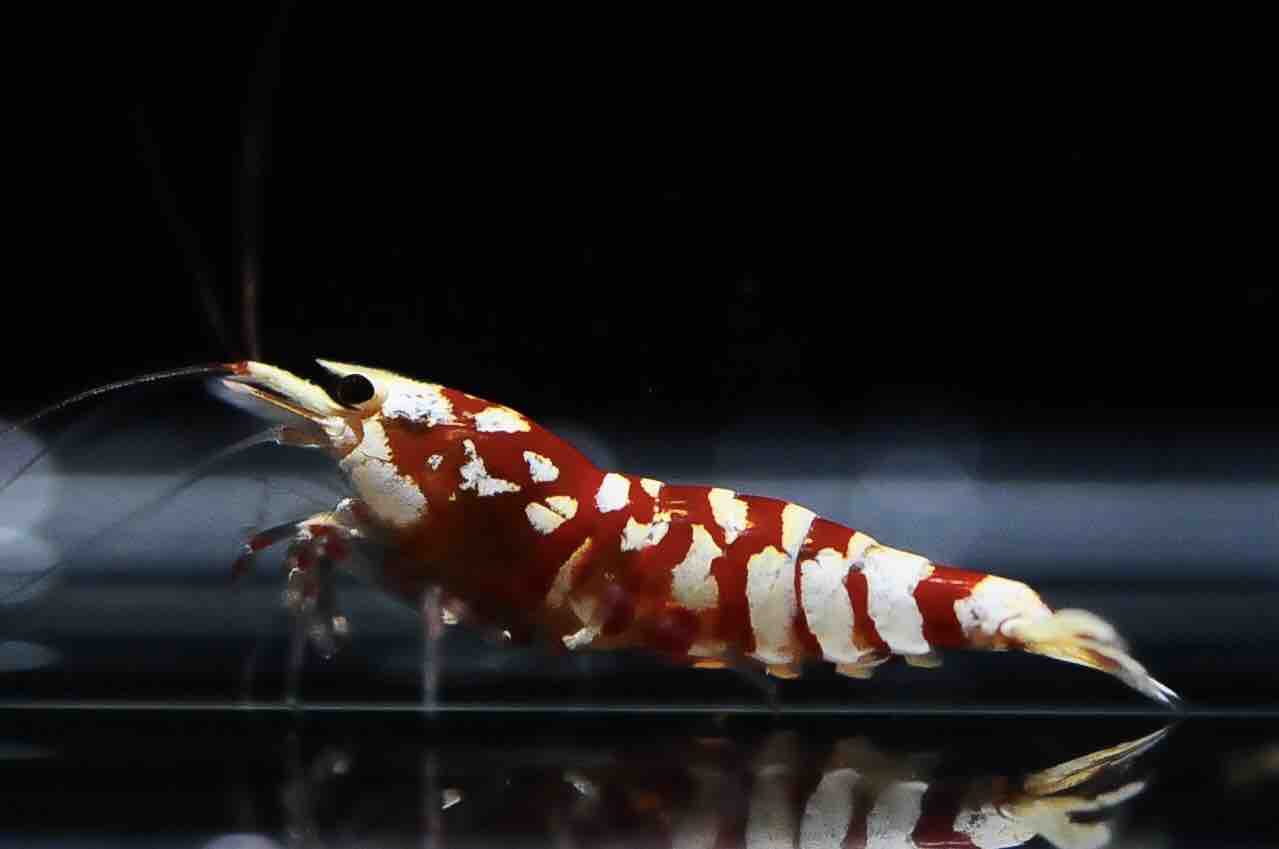 F1とf2の違い エビ理論 彦乃海老 太極 タイヂ