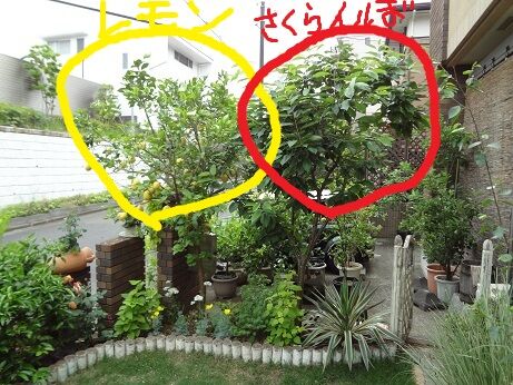 第4回 今年もバトルが始まる さくらんぼ さおり まっ いっか流 お庭改造 大作戦 楽天ブログ 第4回 今年もバトルが始まる さくらんぼ さおり まっ いっか流 お庭改造 大作戦 楽天ブログ