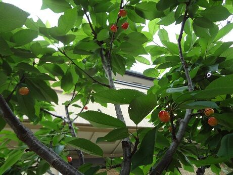 第4回 今年もバトルが始まる さくらんぼ さおり まっ いっか流 お庭改造 大作戦 楽天ブログ 第4回 今年もバトルが始まる さくらんぼ さおり まっ いっか流 お庭改造 大作戦 楽天ブログ