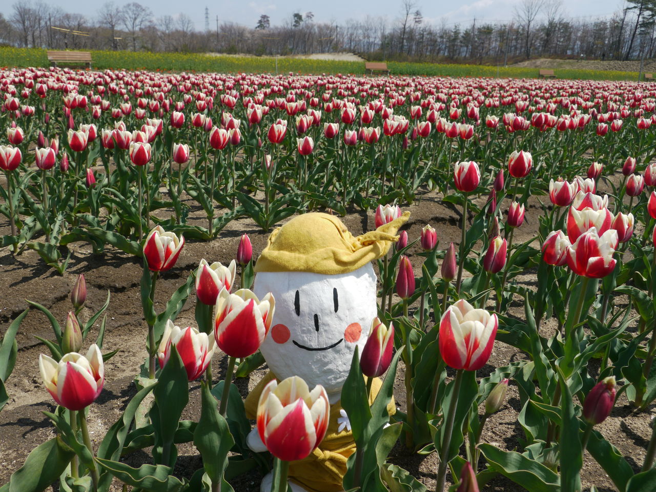 米粉のまち 新潟県胎内市 こめこちゃん チューリップ畑ｖｅｒ