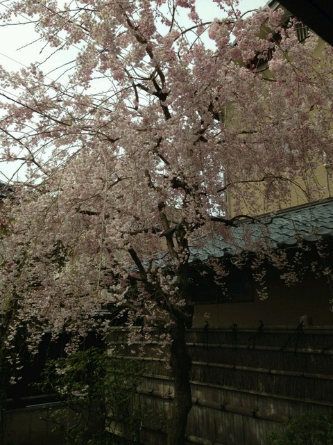 桜亭しだれ桜