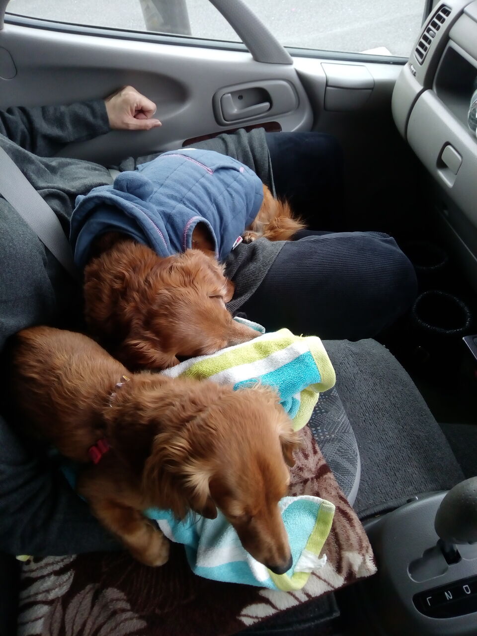 キャンピングカー おっさんとダックスとキャンピングカー