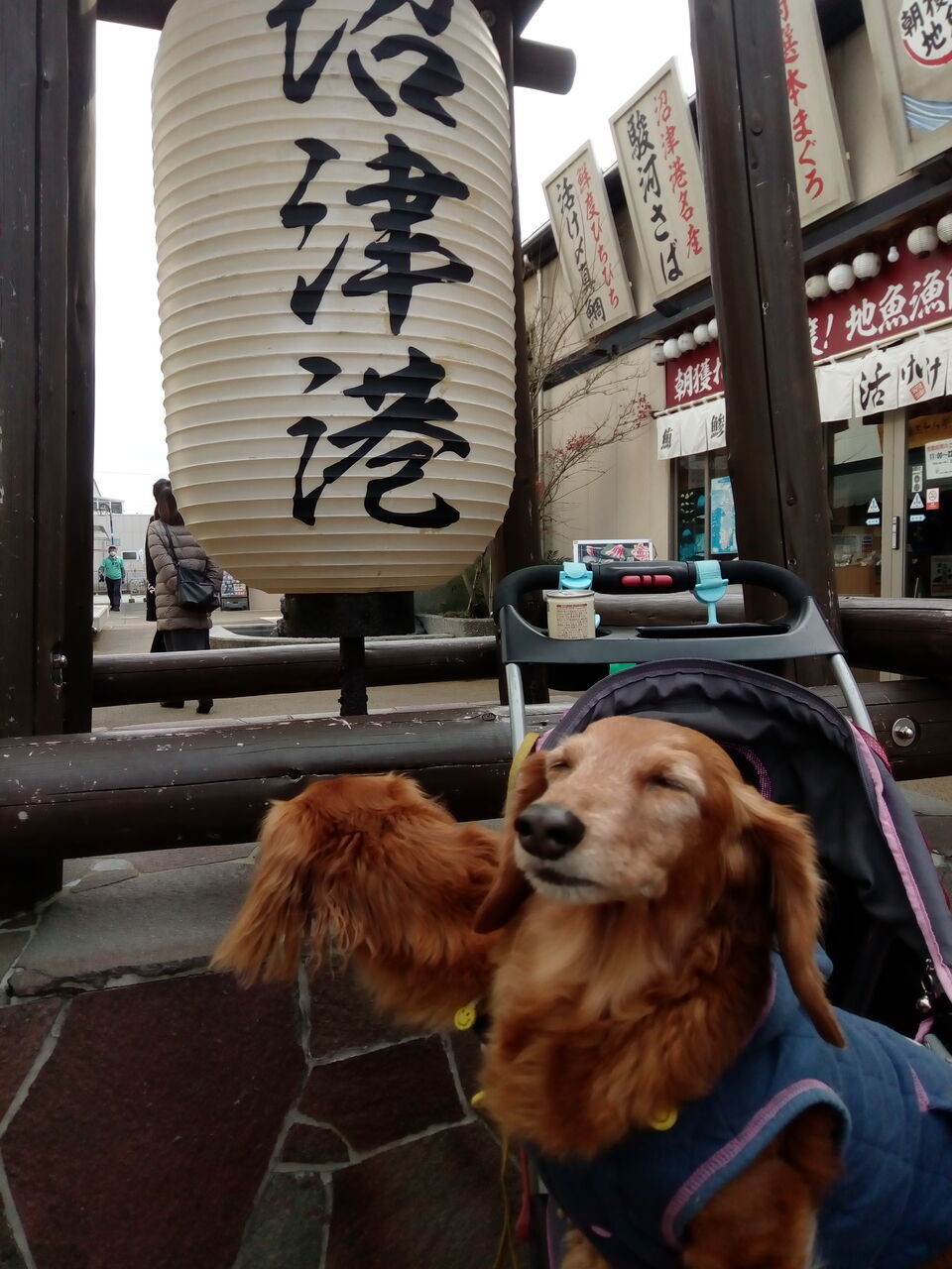 キャンピングカー おっさんとダックスとキャンピングカー