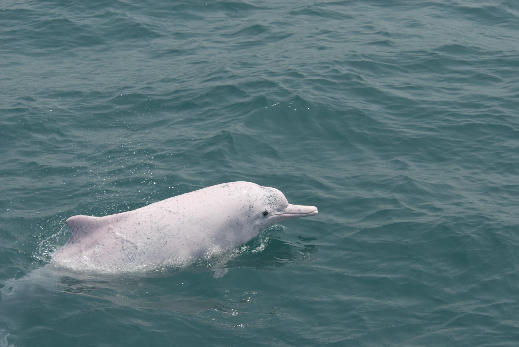 白イルカが絶滅の危機に 台湾ニュースブログ