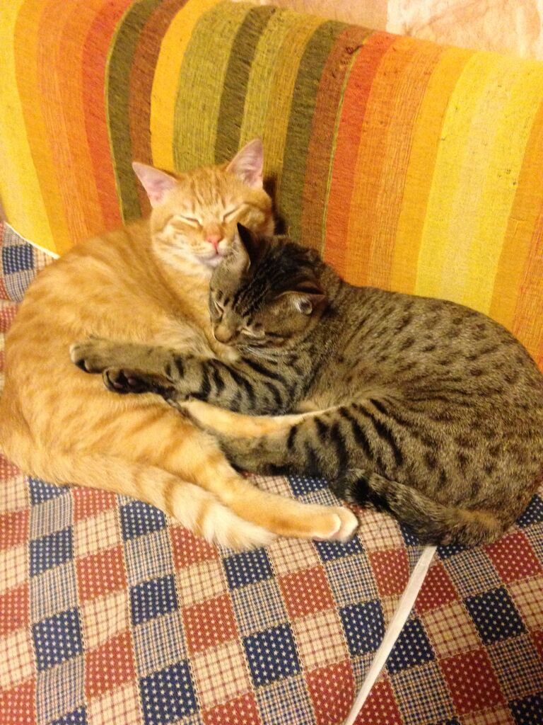 仲良くおやすみ中 猫の兄弟は仲良し ねこのいる日々 1日の終わりにほっと一息 仲良くおやすみ中 猫の兄弟は仲良し ねこのいる日々 1日の終わりにほっと一息
