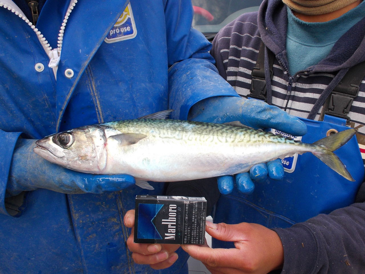 金華サバ出撃 We Are The 大漁プロジェクト公式blog