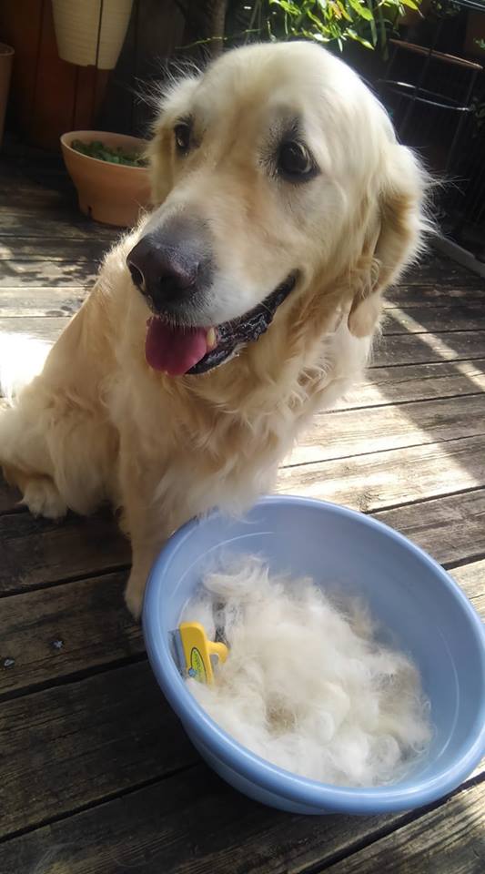 37554787_2114628052118324_4348499910111264768_n