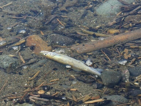 ¿Î²ÊÀî²Ï¸ý¤Ë¡¢Úͻष¤¿Íî¤Á°¾¤Î»Ñ¡£À¾°ËƦ¤â½©¡£