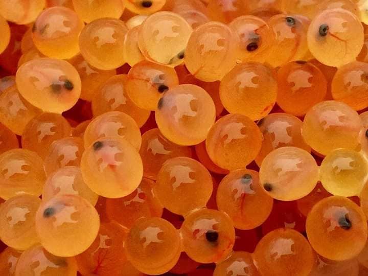 ¥ä¥Þ¥á¤Îȯ´ãÍñ