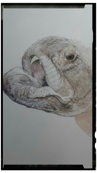 37393438_2114627668785029_3805658057266954240_n (2)