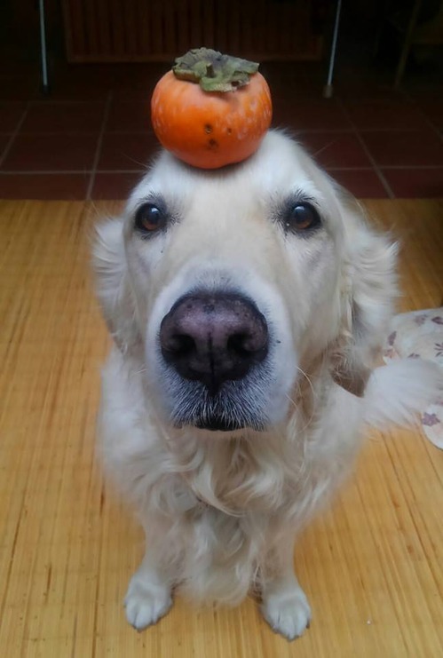 37559718_2114950972086032_9128158169590136832_n