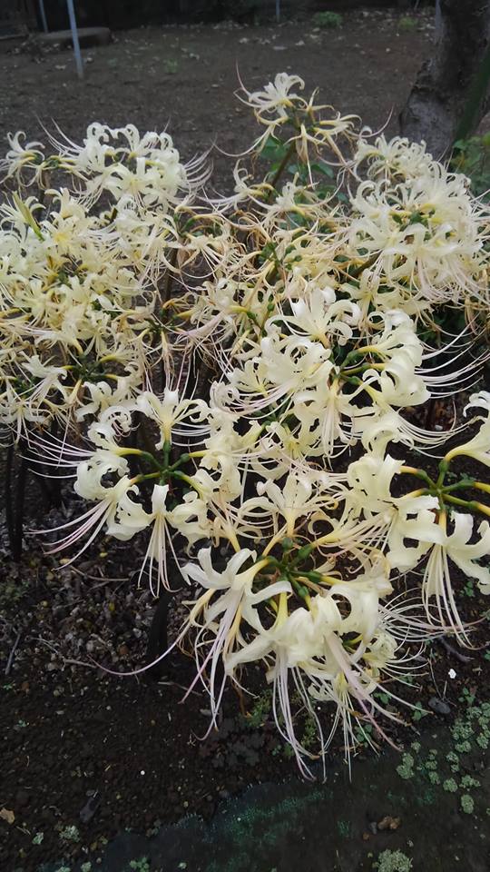 37559718_2114950972086032_9128158169590136832_n