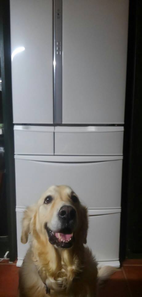 37585423_2114627818785014_167633028829413376_n