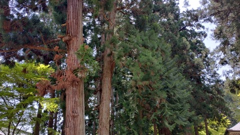 IMG_20240429_114041828_HDR