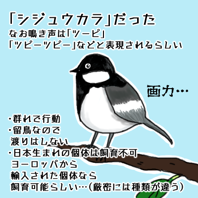 日常 鳥と私 常にキョドってます 日常 鳥と私 常にキョドってます