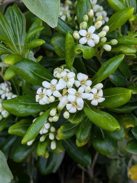 海桐の花(とべらのはな) : 月の道の大切な日々。