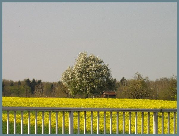 人の句から自習 俳句ポスト365 菜の花 月の道の大切な日々