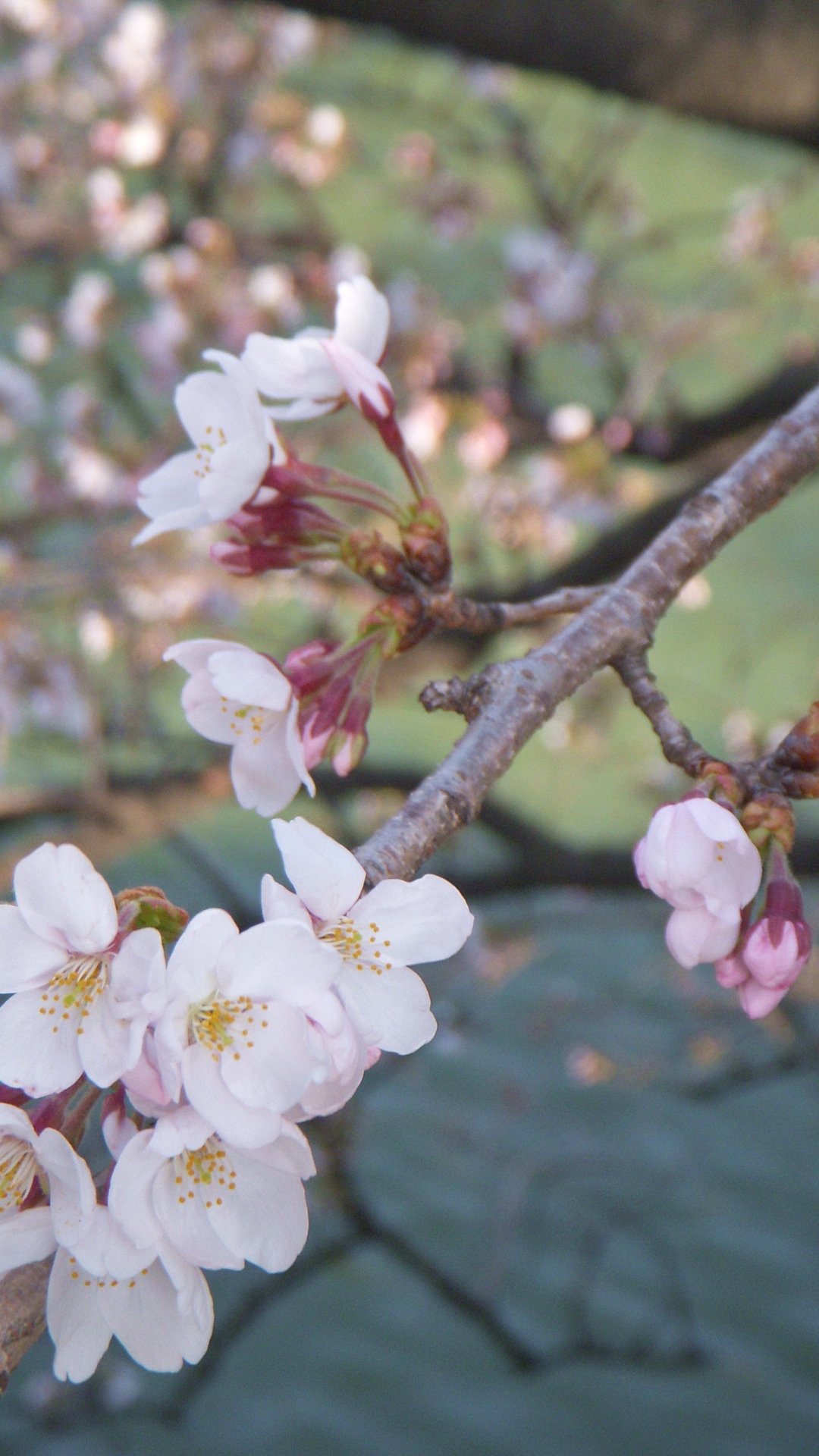 桜 25枚 スマホ壁紙 待受 19 1080 縦長フルhd Android Iphone スマホ壁紙 待ち受けブログ 仮 Android Iphone