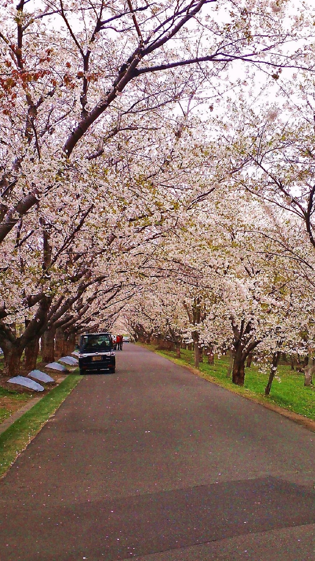 桜 25枚 スマホ壁紙 待受 19 1080 縦長フルhd Android Iphone スマホ壁紙 待ち受けブログ 仮 Android Iphone