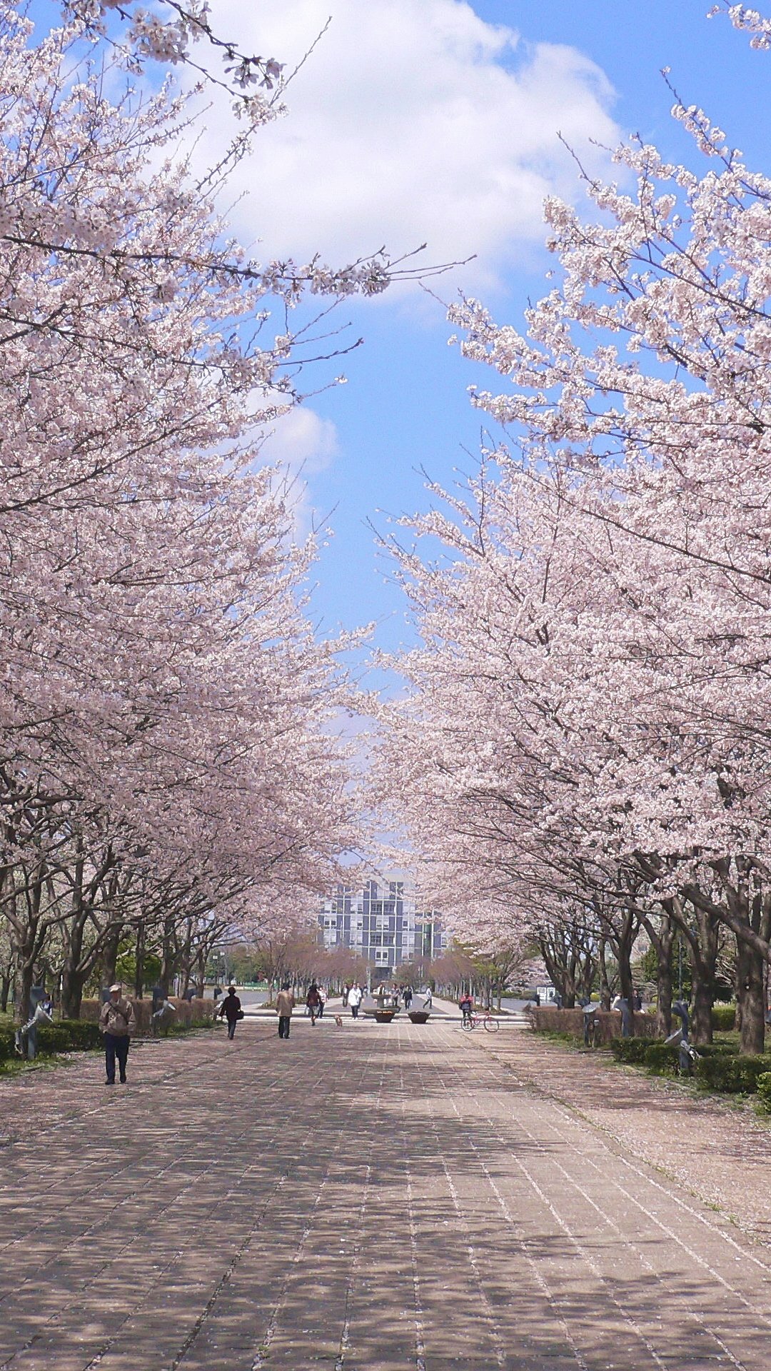 トップ100おしゃれ アンドロイド おしゃれ 桜 壁紙 縦 すべての美しい花の画像