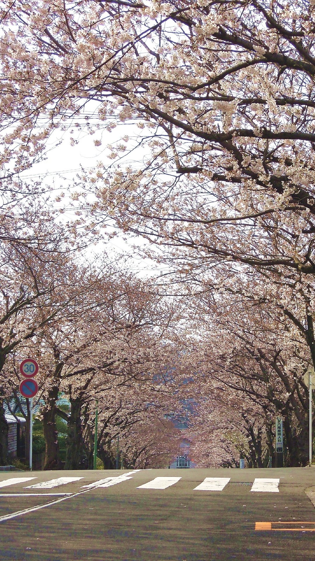 桜 25枚 スマホ壁紙 待受 19 1080 縦長フルhd Android Iphone スマホ壁紙 待ち受けブログ 仮 Android Iphone 桜 25枚 スマホ壁紙 待受 19 1080 縦長フルhd Android Iphone スマホ壁紙 待ち受けブログ 仮 Android Iphone