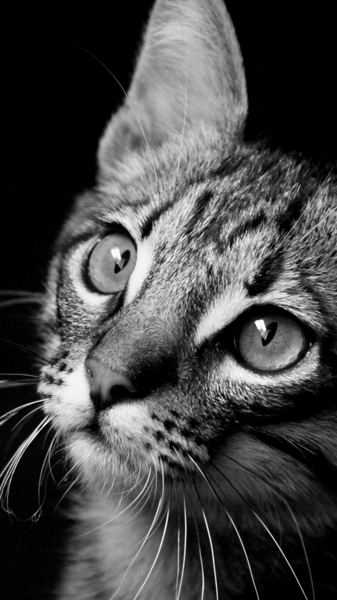 猫 25枚 スマホ壁紙 待受 19 1080 縦長フルhd Android Iphone スマホ壁紙 待ち受けブログ 仮 Android Iphone 猫 25枚 スマホ壁紙 待受 19 1080 縦長フルhd Android Iphone スマホ壁紙 待ち受けブログ 仮 Android Iphone