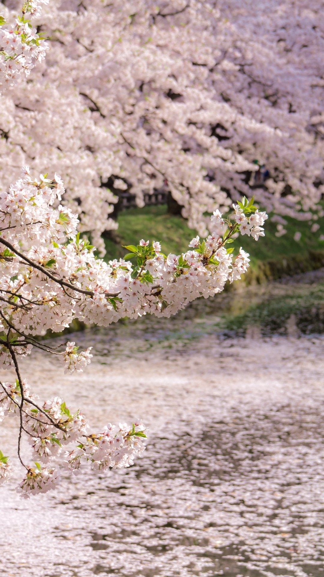 桜 25枚 スマホ壁紙 待受 19 1080 縦長フルhd Android Iphone スマホ壁紙 待ち受けブログ 仮 Android Iphone