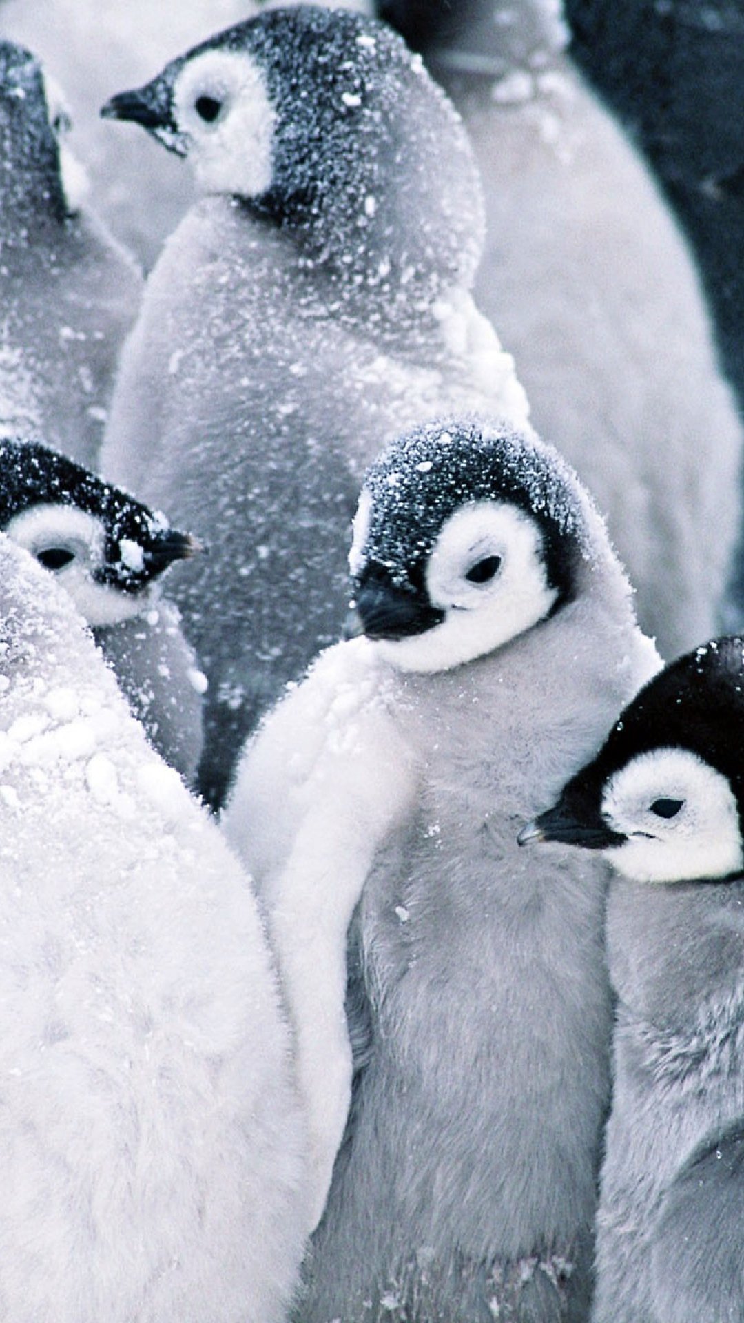 雪 25枚 スマホ壁紙 待受 19 1080 縦長フルhd Android Iphone スマホ壁紙 待ち受けブログ 仮 Android Iphone