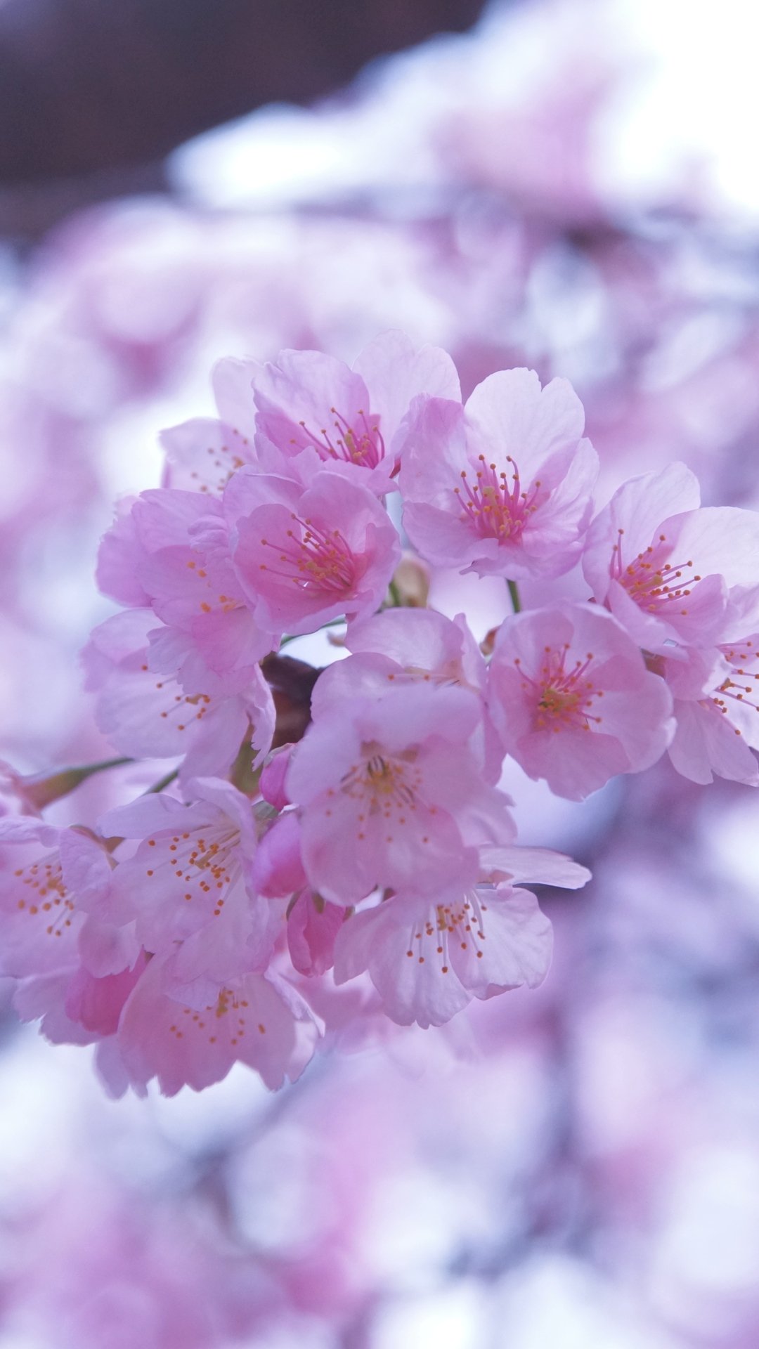 最新夜桜 壁紙 高画質 最高の花の画像