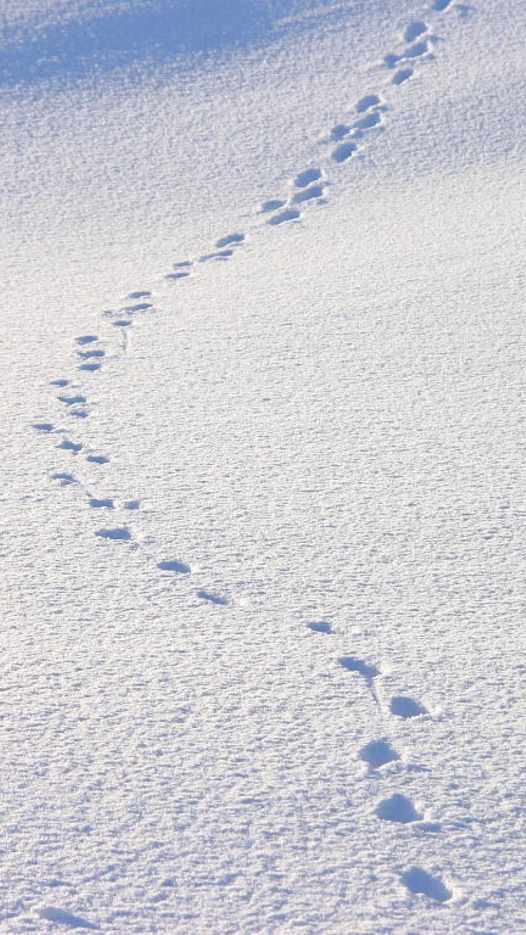 雪 25枚 スマホ壁紙 待受 19 1080 縦長フルhd Android Iphone スマホ壁紙 待ち受け ブログ 仮 Android Iphone